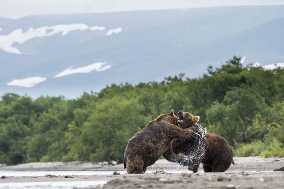 דובים משחקים באגם קוריל