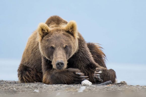 דוב אגם קוריל