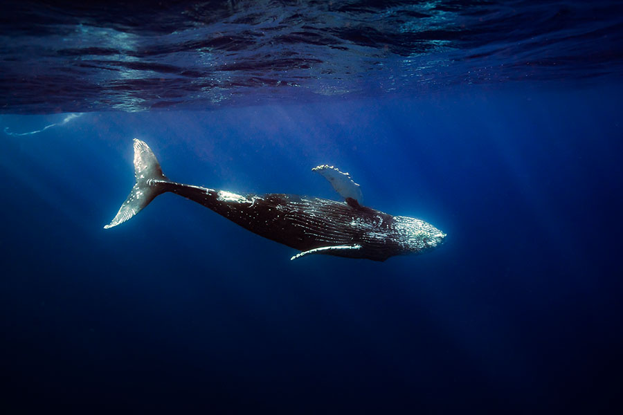 humpback whale